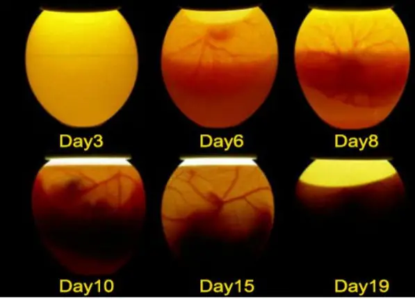 amazon Mini Intelligent 9 Egg -figure 5