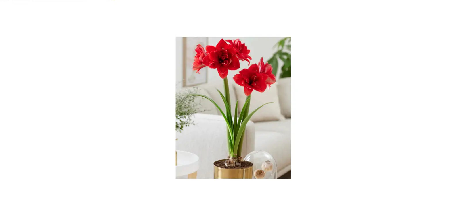 Van Zyverden 88443 Preplanted Say It With Red Double Flowering Amaryllis User Manual