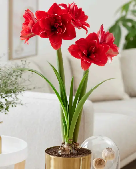 VAN-ZYVERDEN-88443-Preplanted-SayIt-with-Red-Double-Flowering-Amaryllis