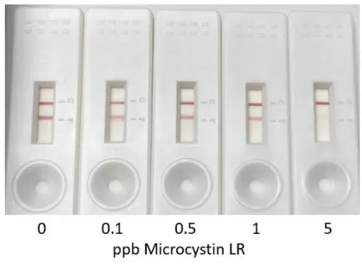 Attogene AU2024-02 Microcystin Lateral Flow Kit User Manual - The appearance of test strips