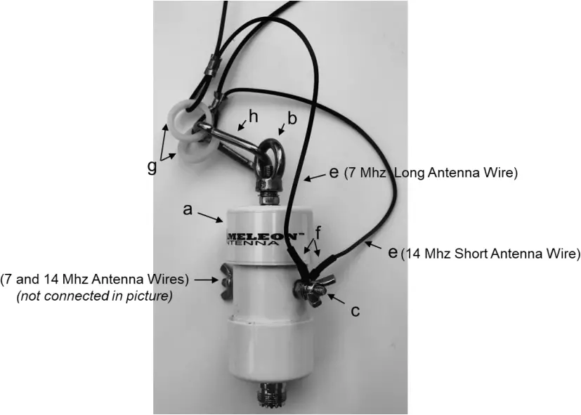 CHAMELEON CHA - Plate 3