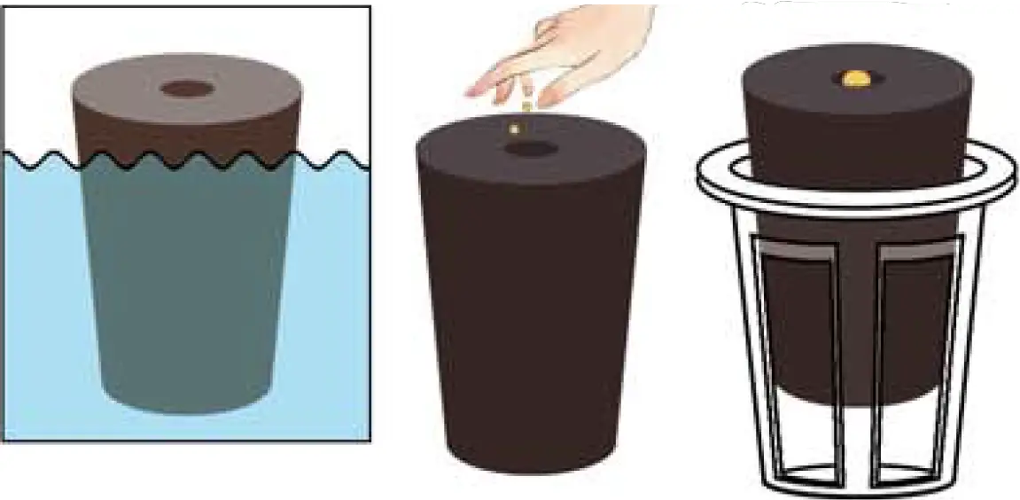 After Soaking the Seeds in Water