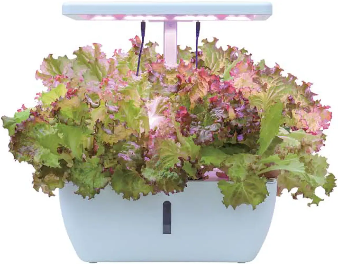 During the Growth Period