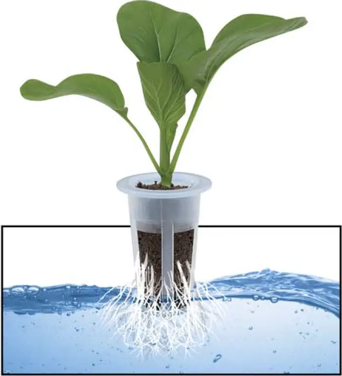 What is Soilless Culture