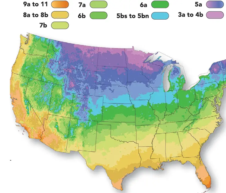 ROBERTA-S-Black-Eyed-Susan-Rudbeckia-fulgida-Coneflower-2