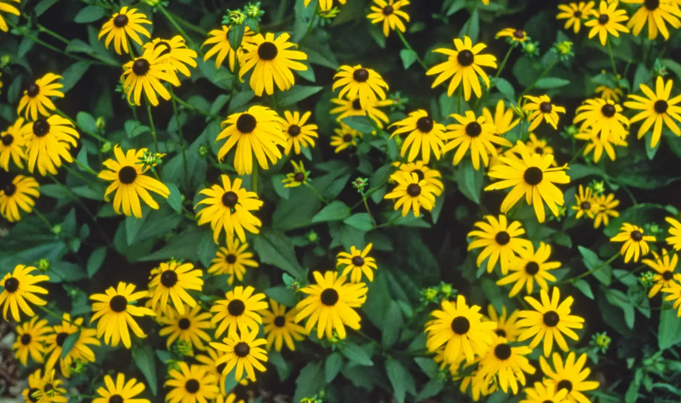 Roberta S Black Eyed Susan Rudbeckia Fulgida Coneflower Instructions Roberta S Black Eyed Susan Rudbeckia Fulgida Coneflower Instructions