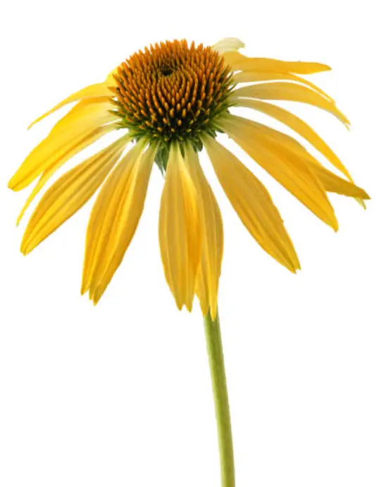 ROBERTA-S-Black-Eyed-Susan-Rudbeckia-fulgida-Coneflower-product-image