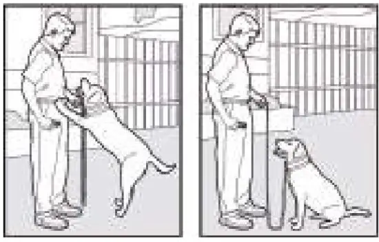 PATPET 530 Dog Training Collar - Fig 4