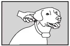 PATPET 530 Dog Training Collar - caution