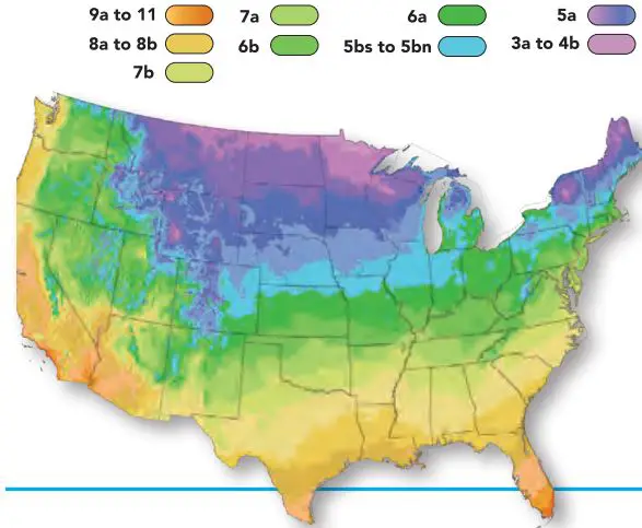 ROBERTA-S-GARDENS-M90453-6-Piece-Sweet-Series-Hardy-Gerber-Daisy-Plants-FIG 2