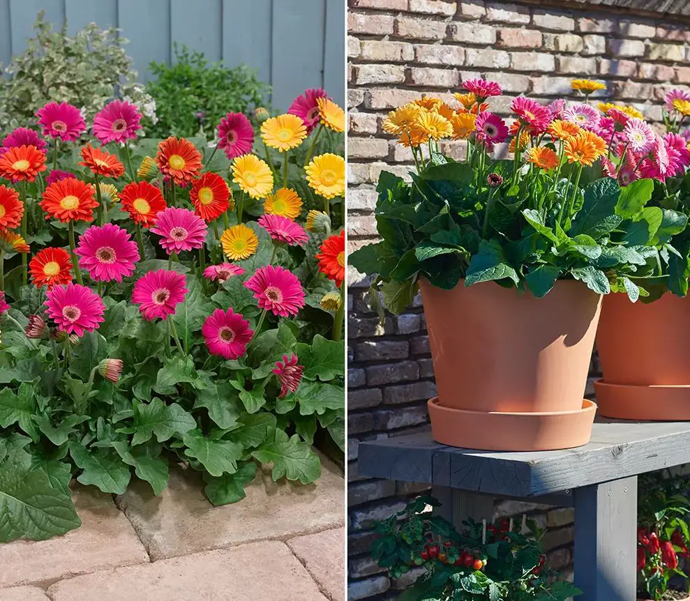 ROBERTA-S-GARDENS-M90453-6-Piece-Sweet-Series-Hardy-Gerber-Daisy-Plants-PRODUCT