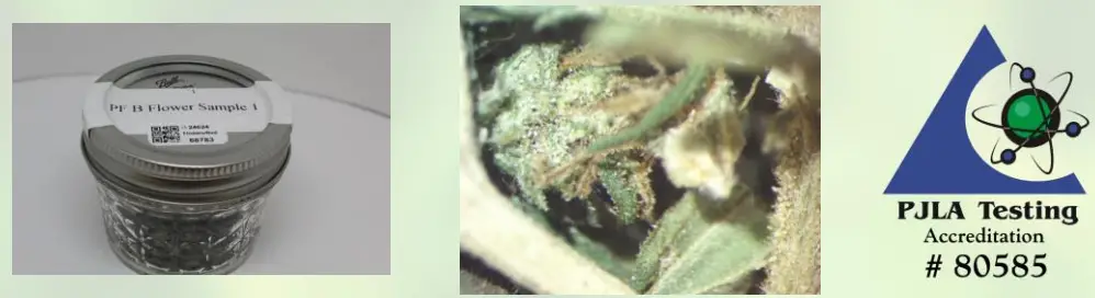 PROSPECT FARMS 1500mg CBD Dream Topical-Nighttime Relief - Figer5