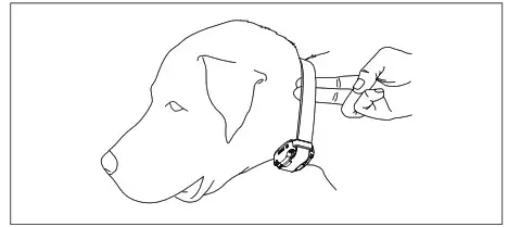 dogtra TD12UR Dog Training Device- dog’s skin