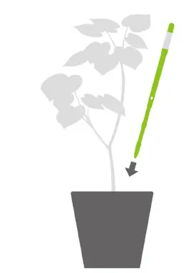 Sustee 5 studio Shopleaf Plant fig 3