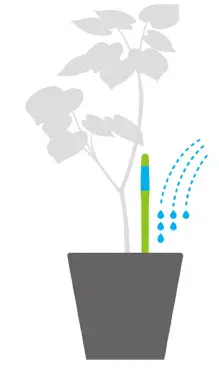 Sustee 5 studio Shopleaf Plant fig 4