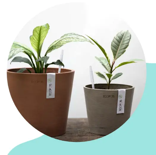 Sustee 5 studio Shopleaf Plant fig 6