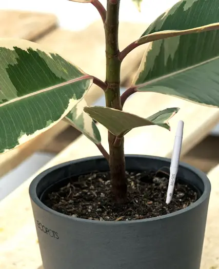 Sustee 5 studio Shopleaf Plant product