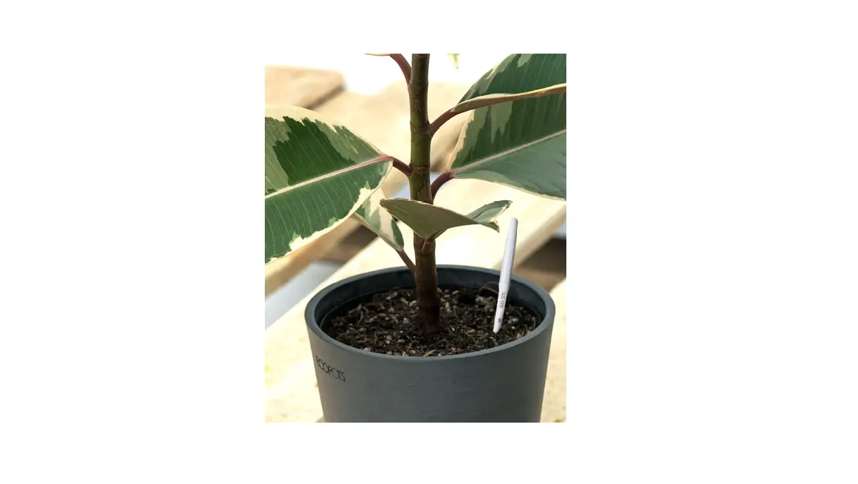 Sustee 5 Studio Shopleaf Plant User Manual