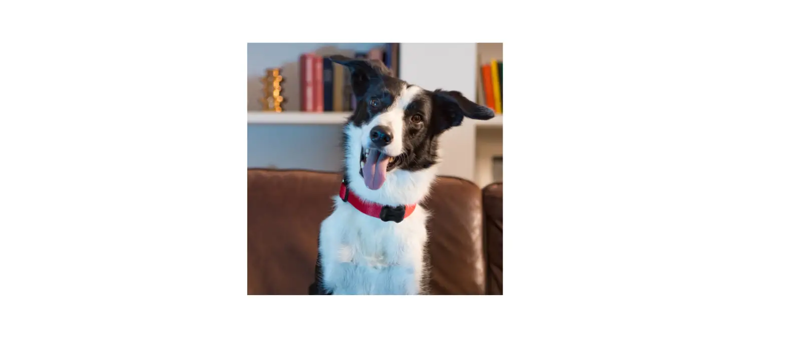 Fitbark Gps Healthy Together User Guide