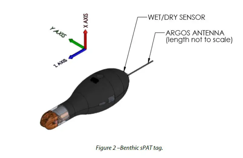 WILDLIFE-Benthic-sPAT-fug-1