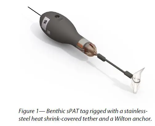 WILDLIFE-Benthic-sPAT-fug-20