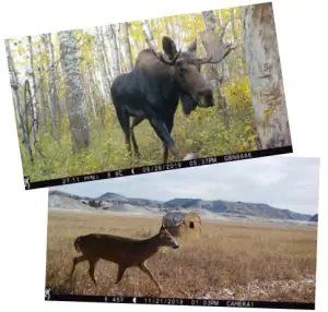 BROWNING 4G RLDC Defender Wireless Ridgeline Pro Hunting Camera - QUICK CELLULAR TEST