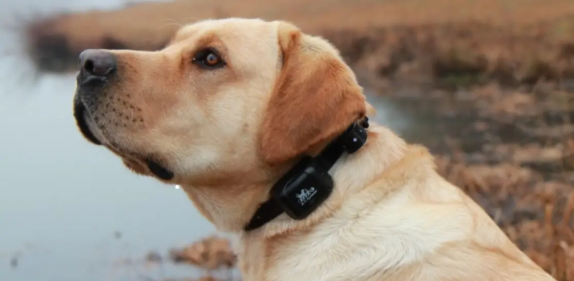 Petsafe Pdt00-16126 Remote Training Collar Transmitter Instruction Manual Petsafe Pdt00-16126 Remote Training Collar Transmitter Instruction Manual