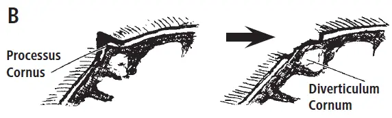 KERBL-1790-Buddex-Dehorner-Rechargeable-FIG-2