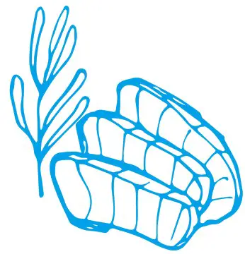 Sous Vide MZJ 01 Immersion Circulator Precision Cooler - what you need 3