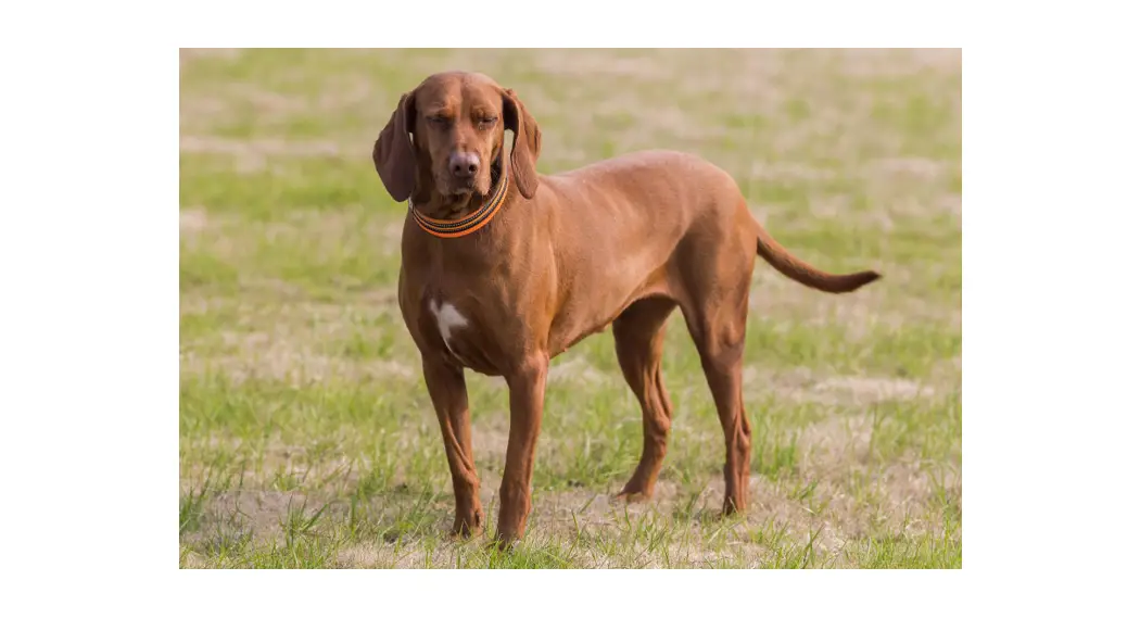 Faqs Where The Red Fern Grows User Manual