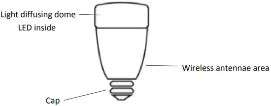 The bulb