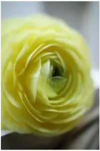 Taking Closeup Shots in the Manual Focusing (MF) Mode