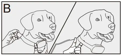 Enrivik EN-920 Remote Dog Training Collar - dog 2