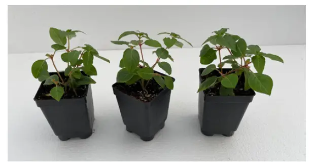 ULTIMATE-INNOVATIONS-Hummingbird's-Lunch-Plant-FIG-1