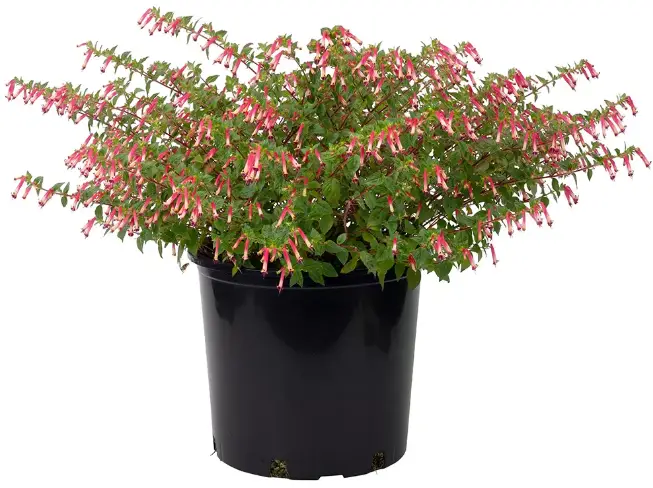 ULTIMATE-INNOVATIONS-Hummingbird's-Lunch-Plant-PRODUCT