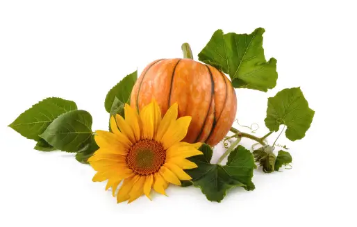 PUMPKIN- Webquest2021- Demo -Ignite -2