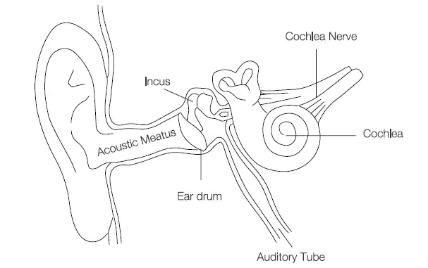Ear physiology diagram