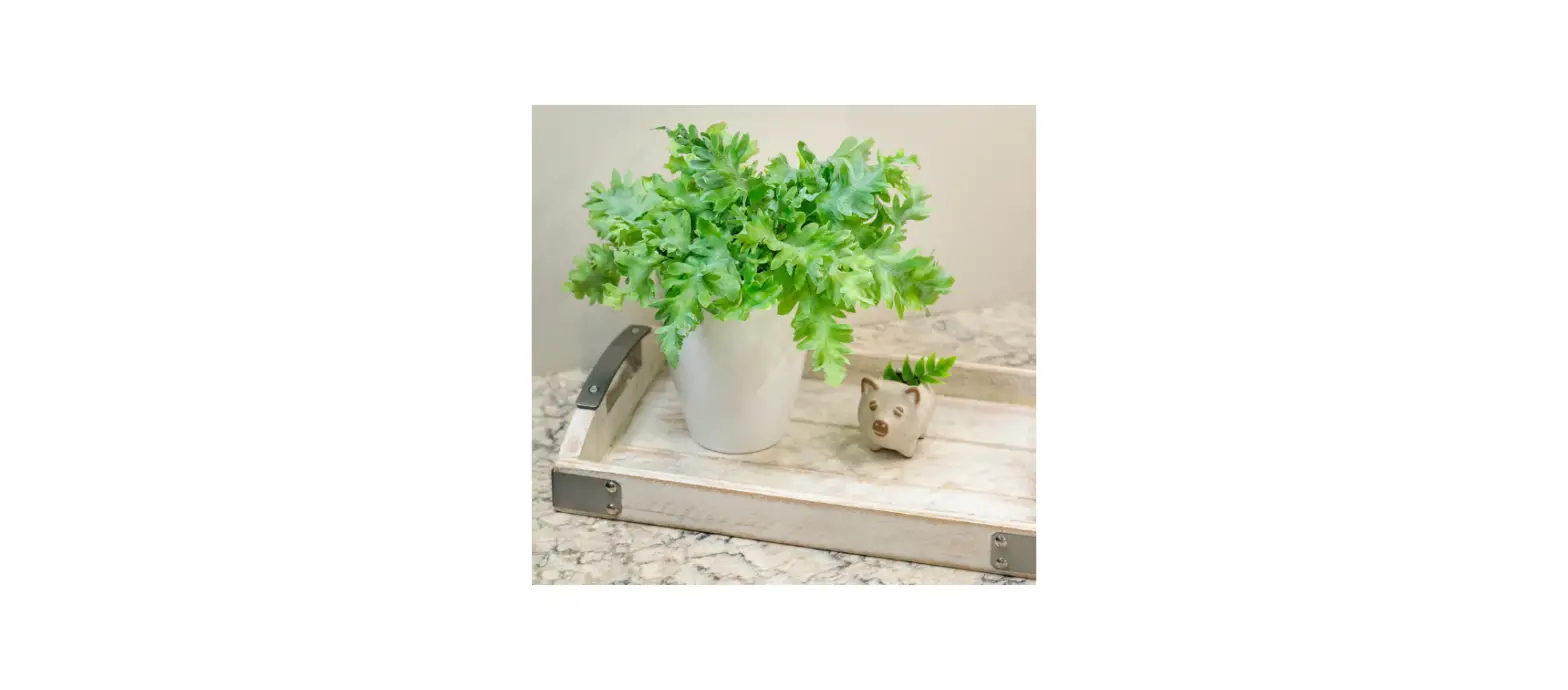 Proven Winners Ferprl0075107 Living Lace Davana Blue Star Fern Instructions