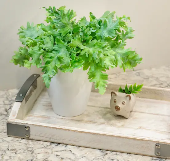 PROVEN-WINNERS-FERPRL0075107-Living-Lace-Davana-Blue-Star-Fern-PRODUCT