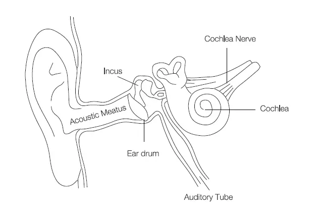 Ear physiology diagram