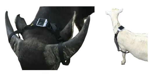 Solar GPS Tracker Provides Real-time Tracking for Cows,Sheep,Cattle and Outdoor Enthusiasts (5)