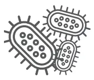 bacteria