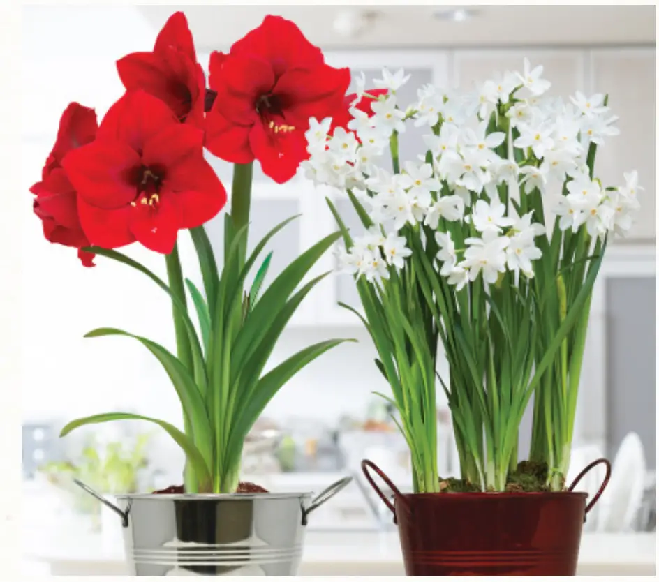 VAN ZYVERDEN Holiday Amaryllis and Paperwhite Duo 2 Pack Kits