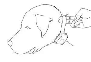 FIG 8 How to Fit the Receiver or Collar on the Dog