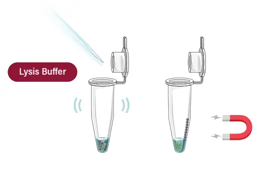 GALENVS WW0016-12 Wastewater DNA and RNA Extraction Kit - fig4