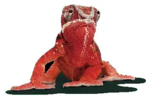 TWN4 MultiTech 3 Legic M LF-HF Universal RFID Reader - Universale