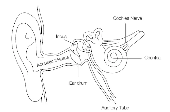 Ear physiology diagram