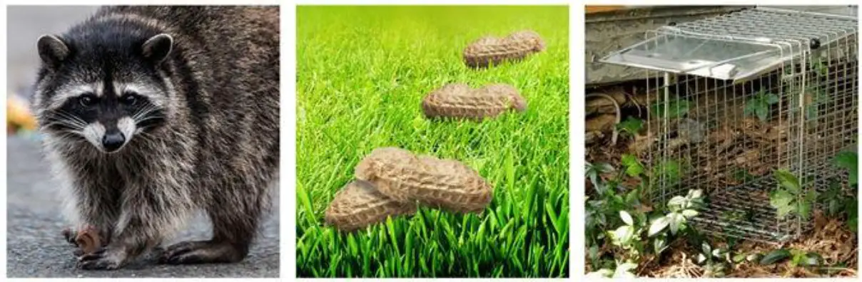 WHITE BEAR RENTAL 1045 Large Animal Trap - Fig6