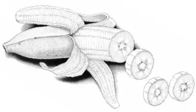 RONCO Food Dehydrator 5