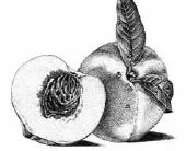 RONCO Food Dehydrator 6